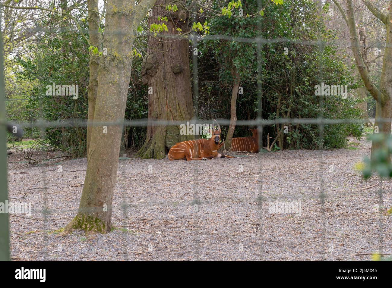Dublin / Ireland Dublin Zoo animals in captivity Stock Photo Alamy