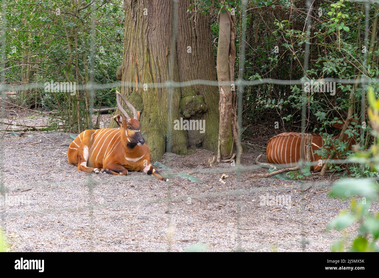 Dublin / Ireland Dublin Zoo animals in captivity Stock Photo Alamy