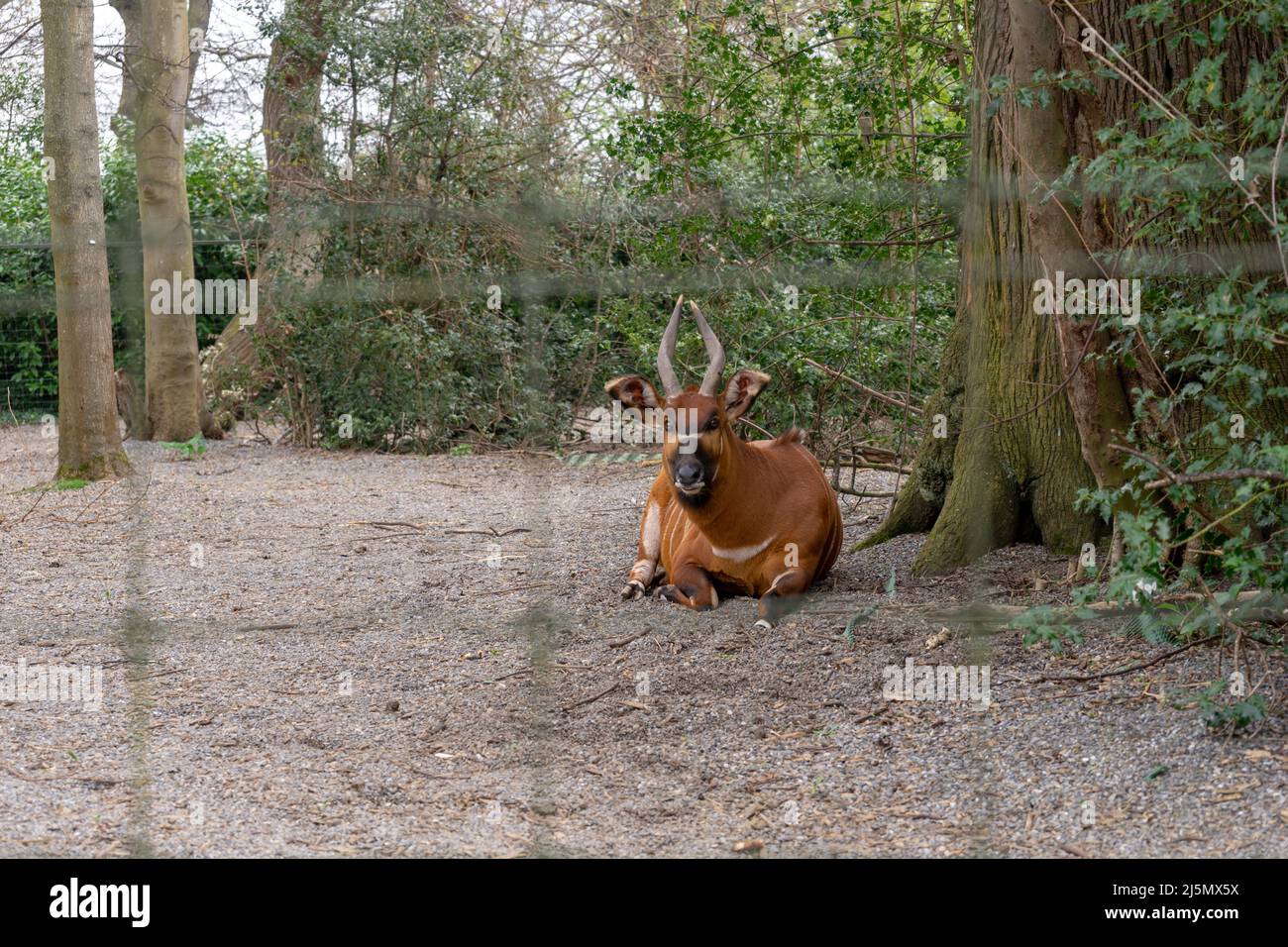 Dublin / Ireland Dublin Zoo animals in captivity Stock Photo Alamy