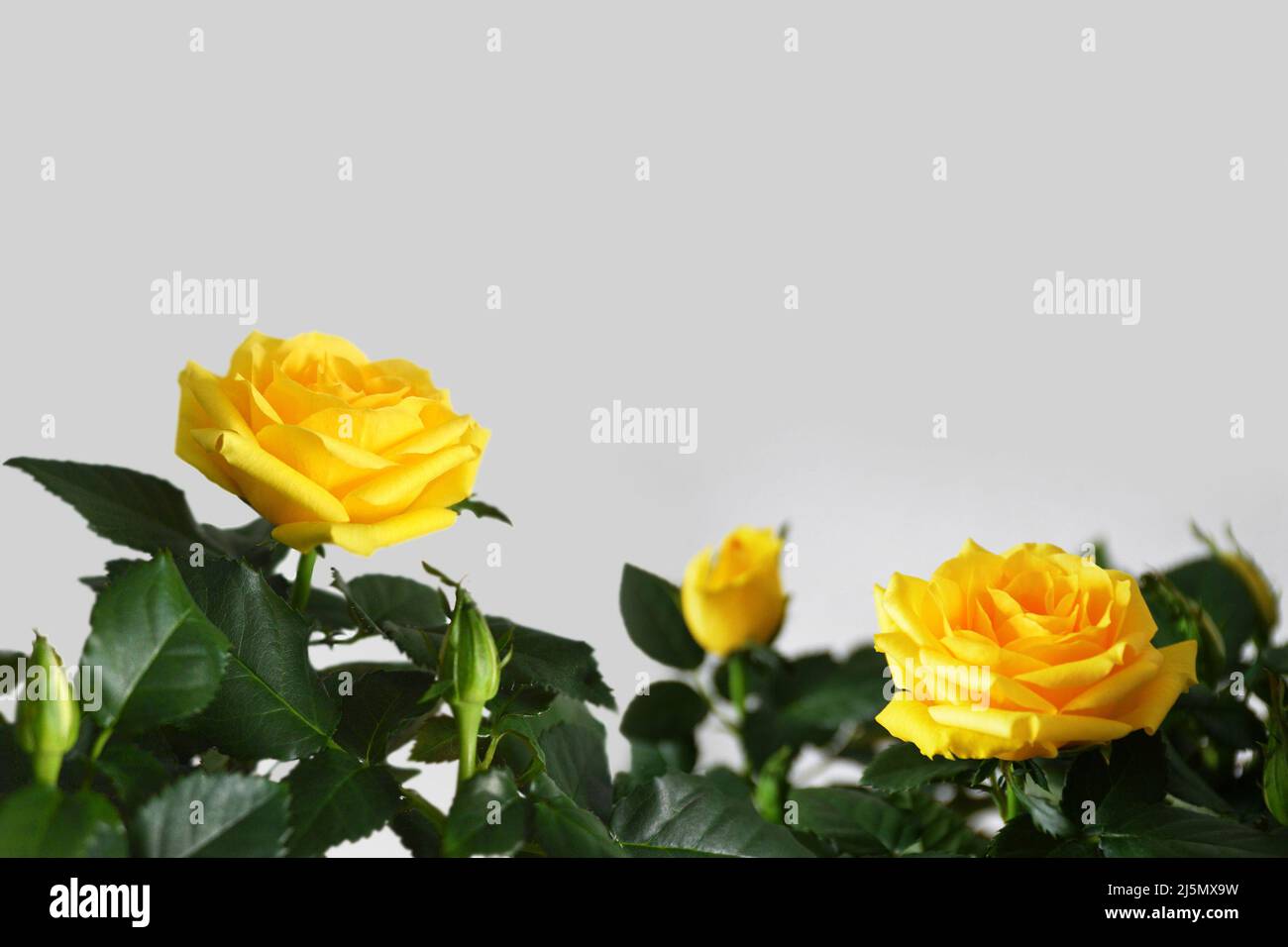 Mothers Day floral background with bunch of yellow roses and copy space Stock Photo