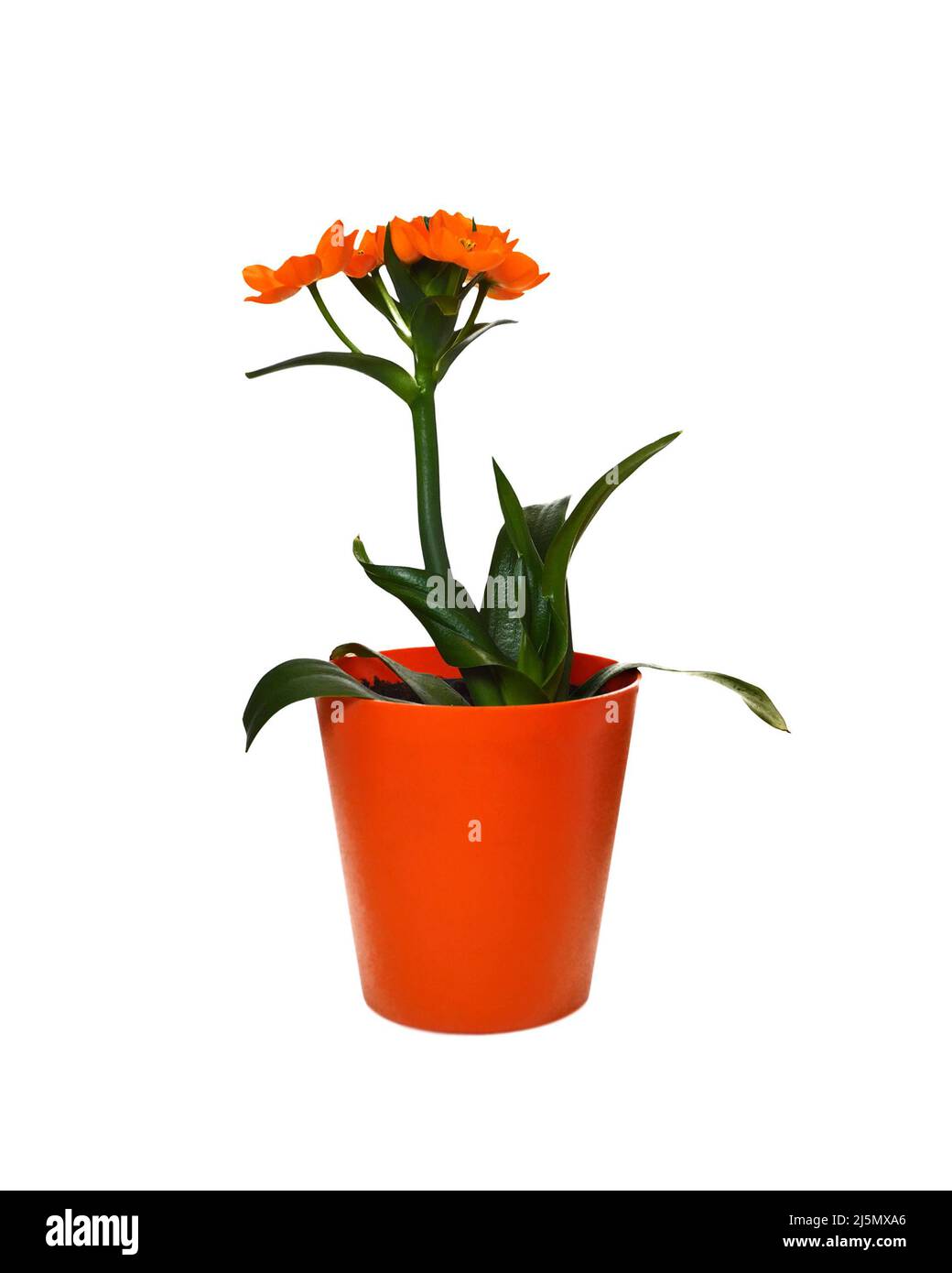 money plant botanical name Chinese Money Plant: Easy-Care, Pet-Friendly, Air-Purifying Houseplant –  Bloombox Club main image 0