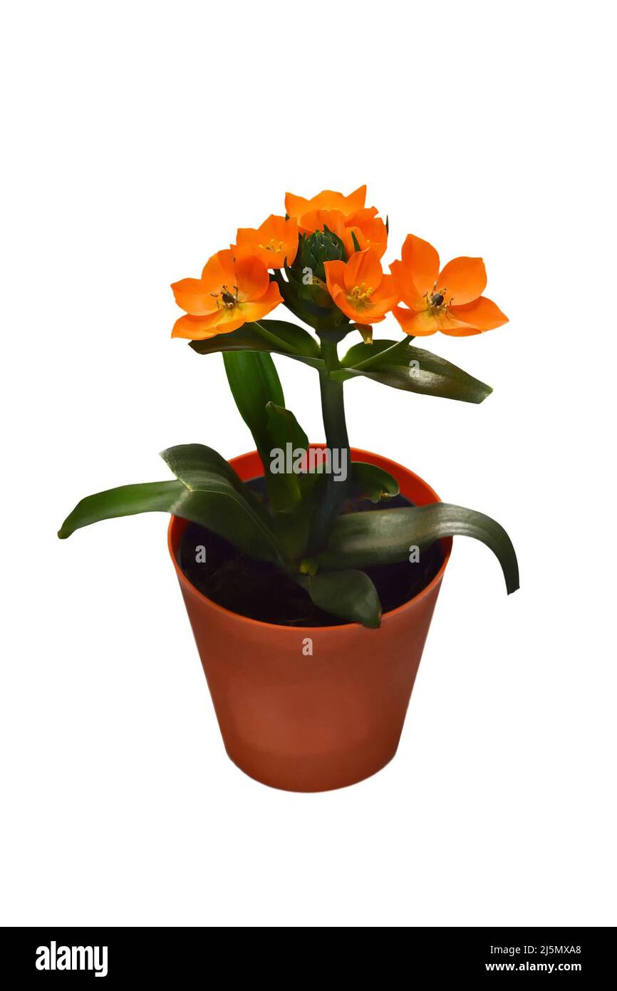 Orange star flower (Sar of Bethlehem flower) isolated on white