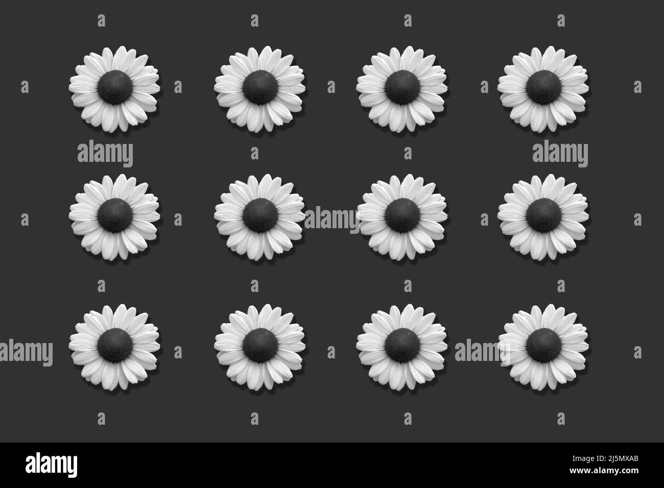 Floral pattern of daisies isolated on dark grey background. Black and white image Stock Photo