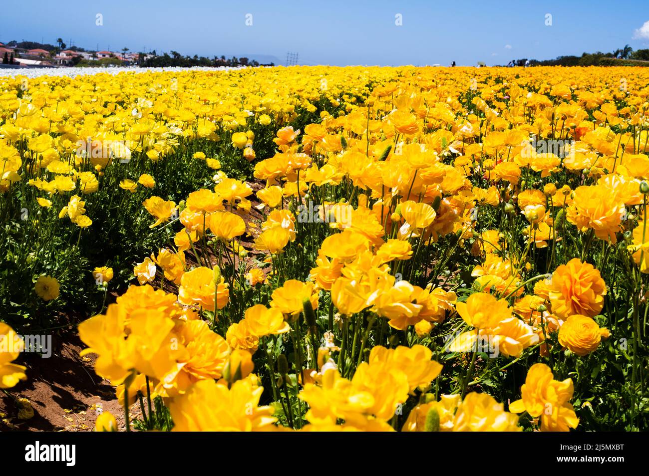 Flowers at Carlsbad Flower Fields, Carlsbad, CA Stock Photo Alamy