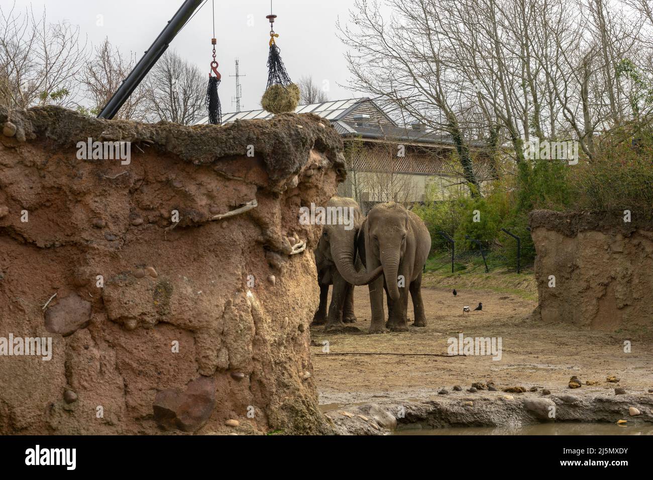 Dublin / Ireland Dublin Zoo animals in captivity Stock Photo Alamy