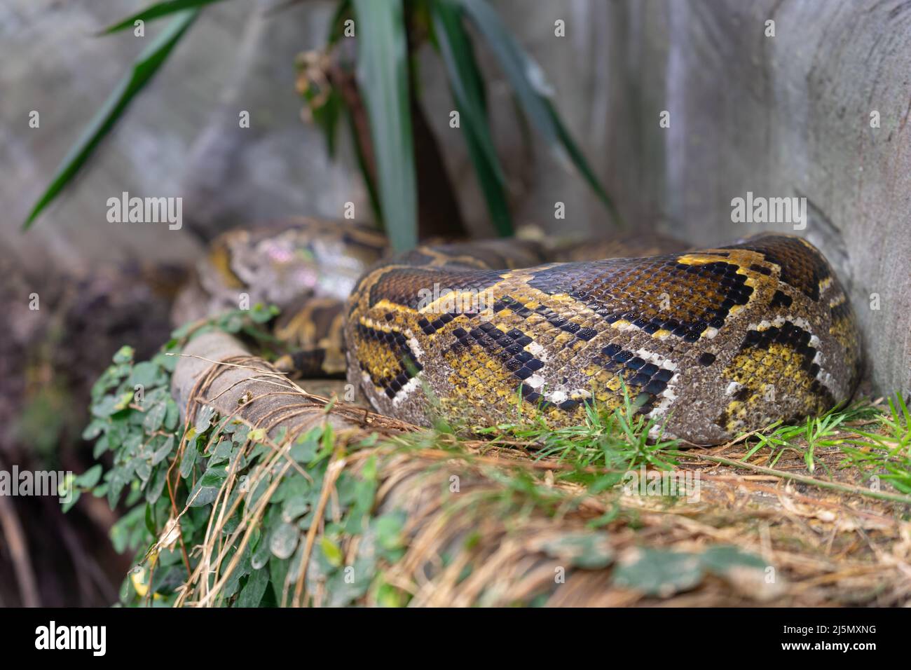 Dublin / Ireland Dublin Zoo animals in captivity Stock Photo Alamy