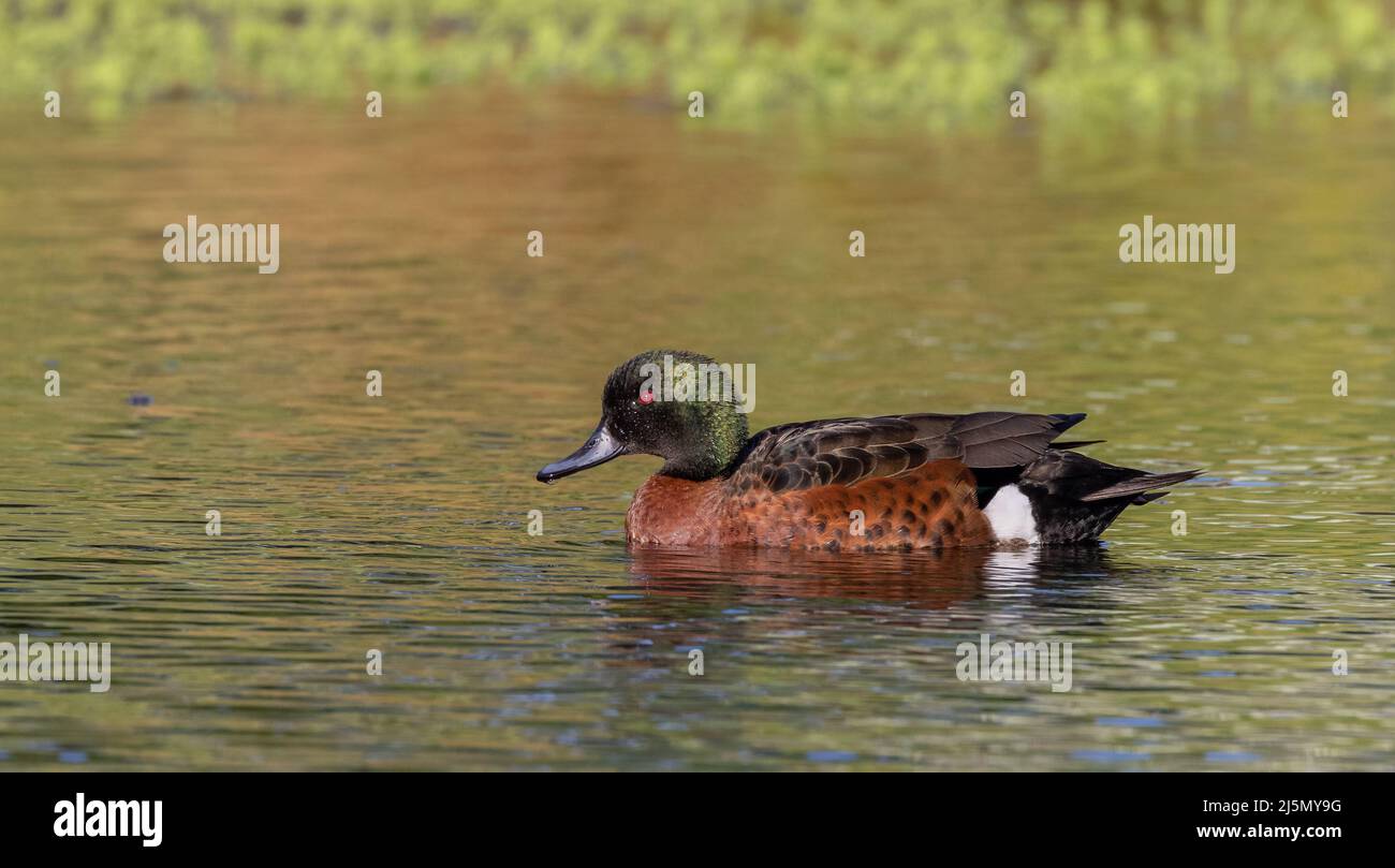 a chestnut teal duck swimming to the left at a wetland on the central coast of nsw Stock Photo