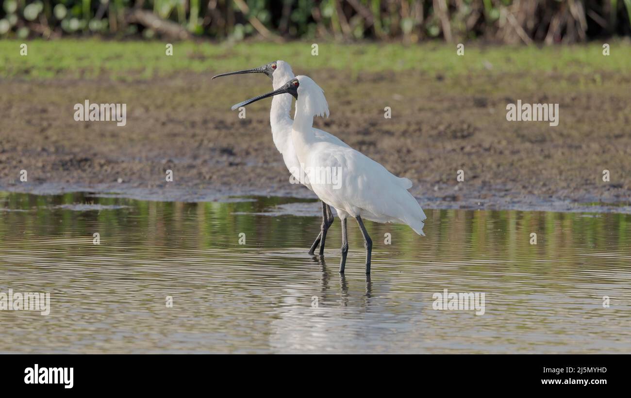 a pair of royal spoonbill birds opening their beaks Stock Photo