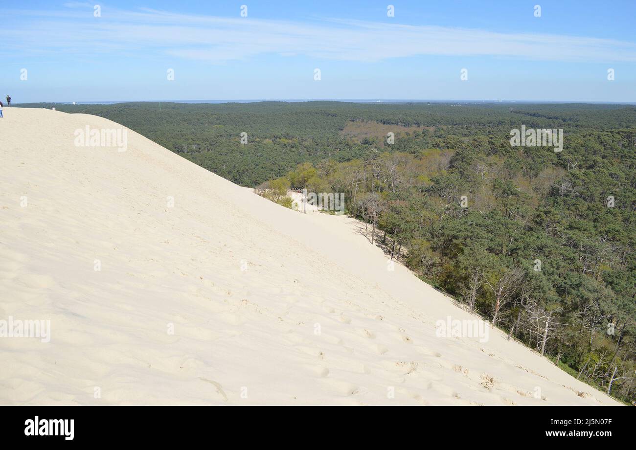 View from the famous dune de pilat, France, into the forest of the back  country Stock Photo - Alamy