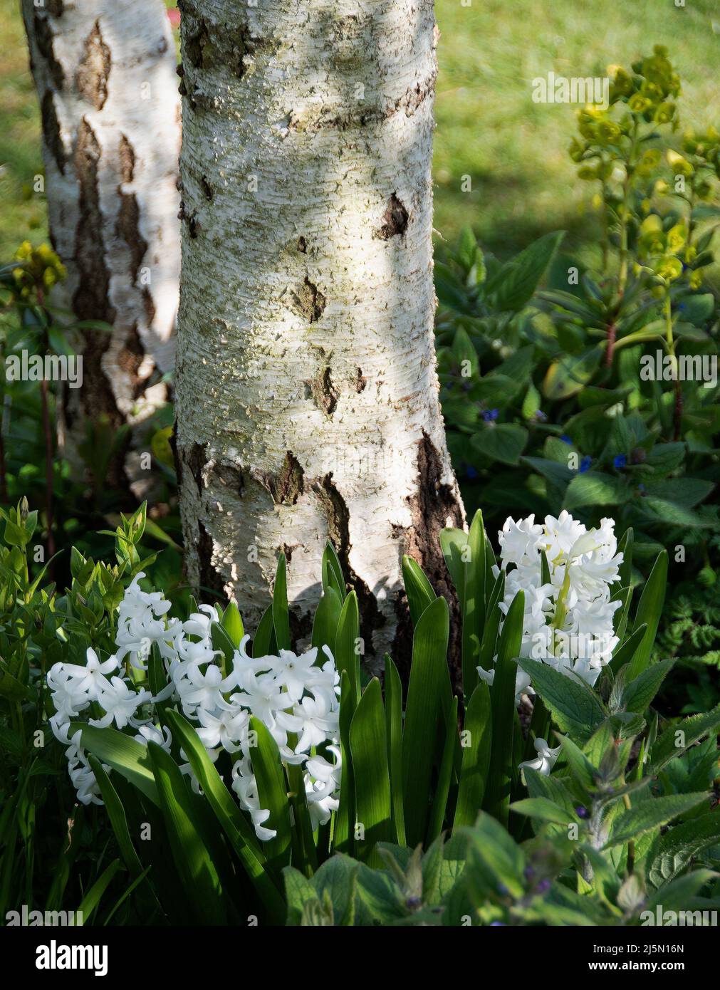 Hyacinthus orientalis 'L'Innocence' Stock Photo