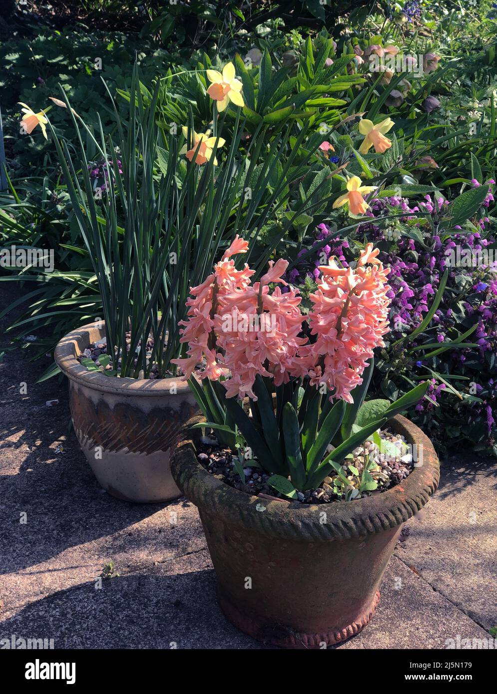 Hyacinth 'Gypsy Queen' & Narcissus 'Blushing Lady' Stock Photo