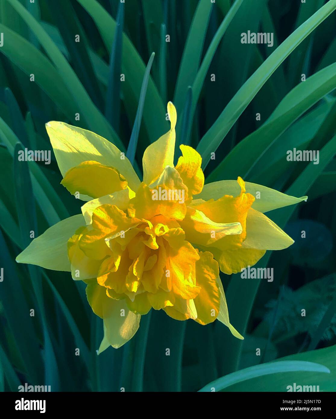 Narcissus  Telamonius plenus 'Van Sion' Stock Photo