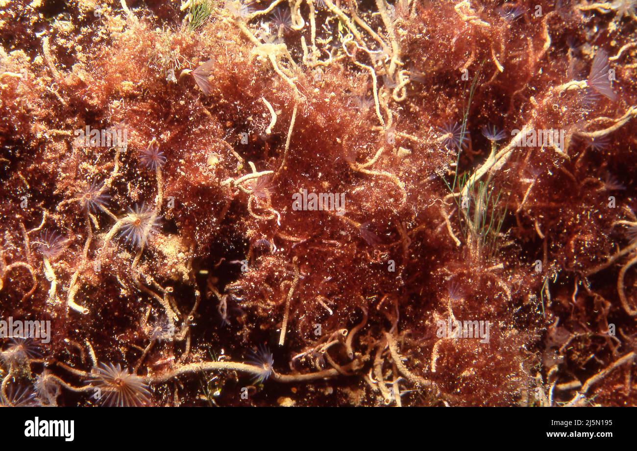 Fuzz Ball Algae, Symploca sp. Stock Photo