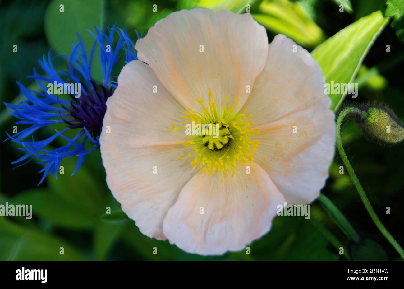 Papaver nudicaule 'Champagne Bubbles' Stock Photo