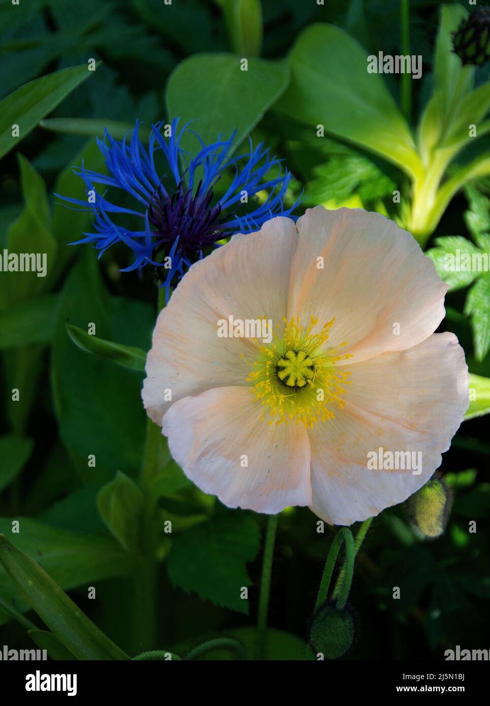 Papaver nudicaule 'Champagne Bubbles' Stock Photo