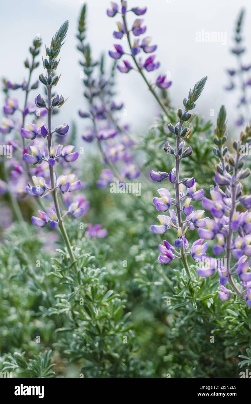 Silver Lupine close-up (Lupinus argenteus) in bloom, silvery-green leaves line the stems, and violet, pea-like flowers are arranged in a showy spike, Stock Photo