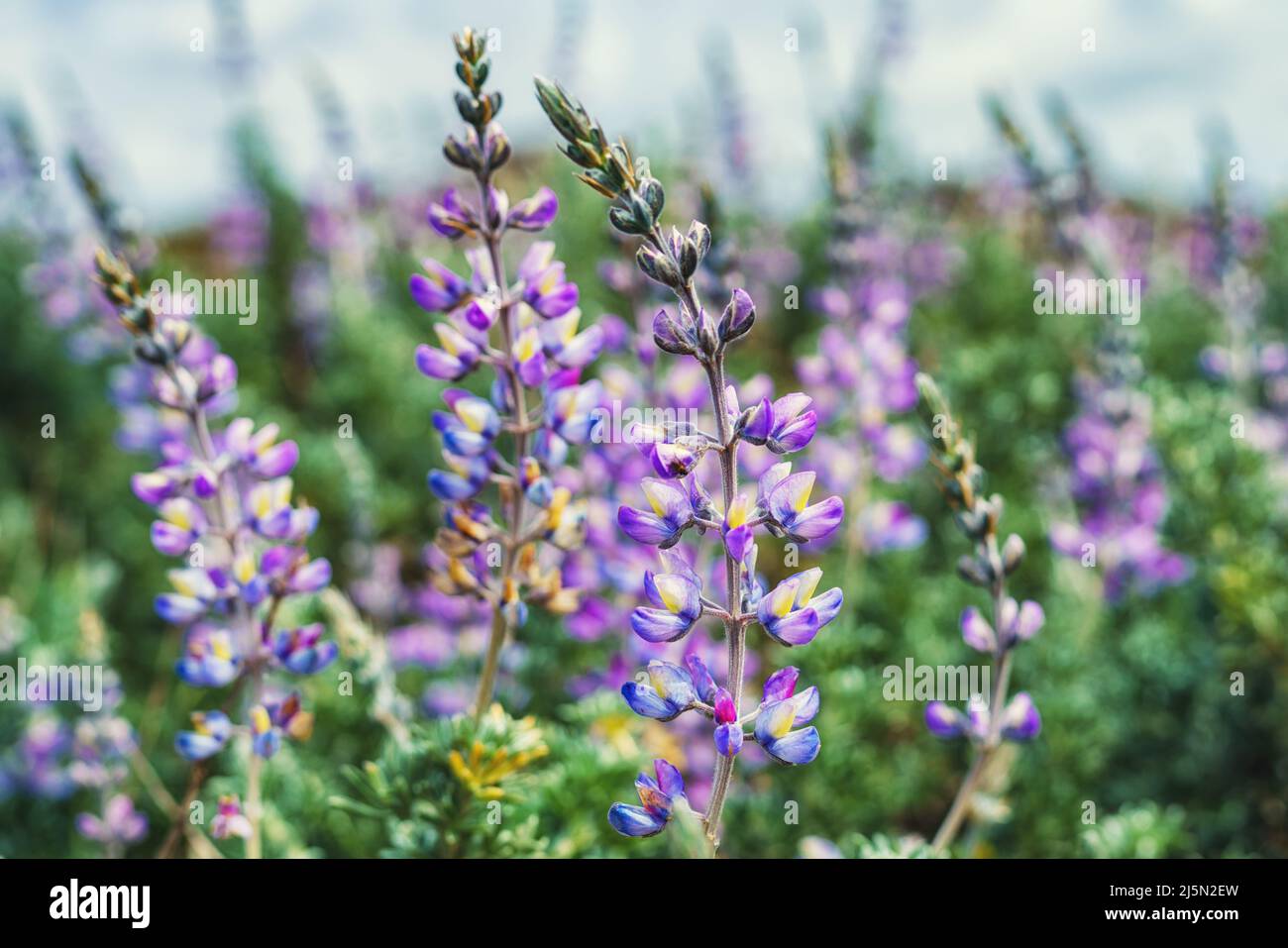 Silver Lupine close-up (Lupinus argenteus) in bloom, silvery-green leaves line the stems, and violet, pea-like flowers are arranged in a showy spike. Stock Photo
