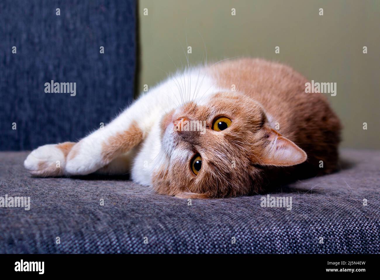 Ginger cat's hair on furniture. Cat shedding.  Stock Photo