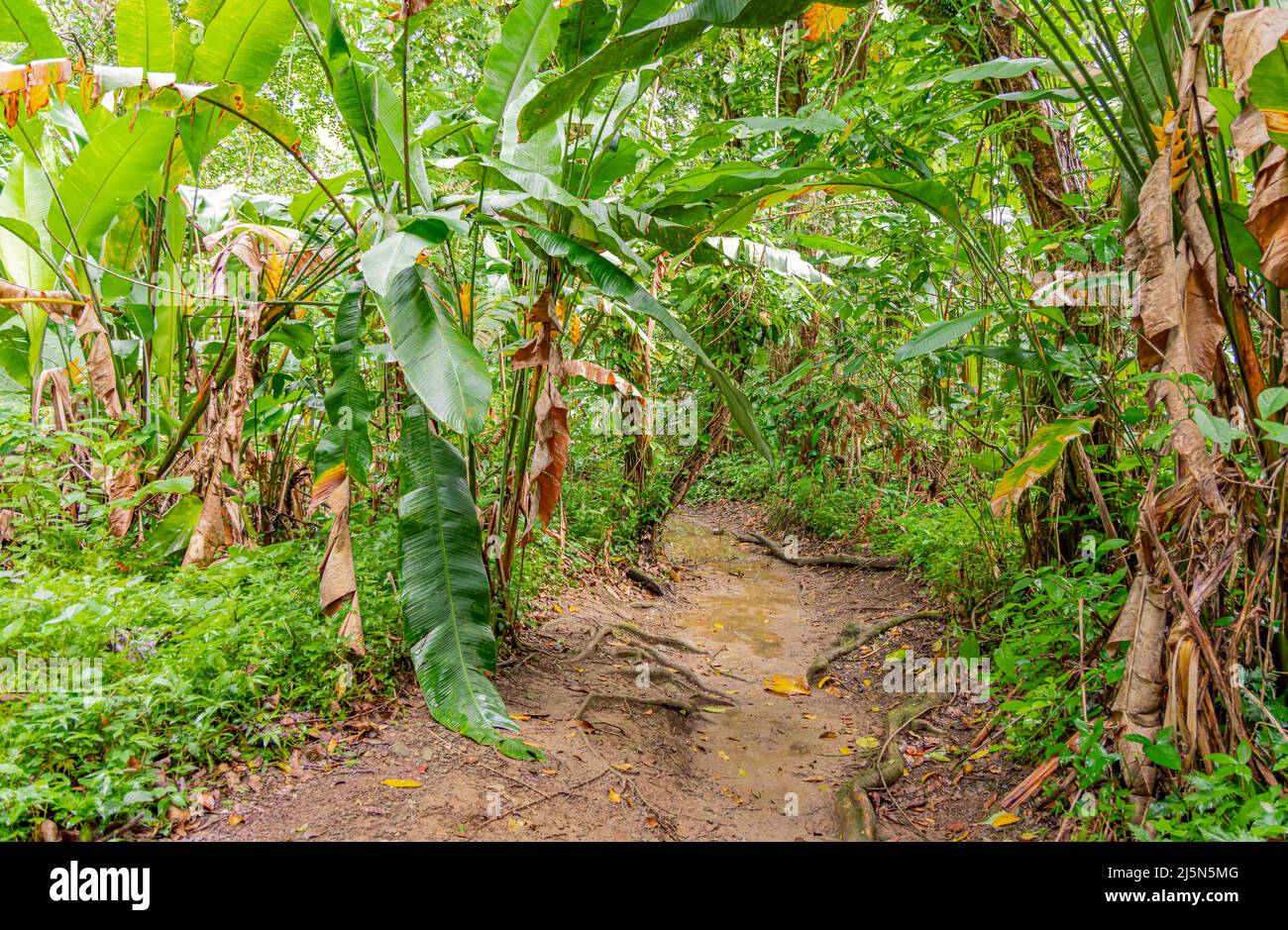 Walking trail in El Yunque Stock Photo