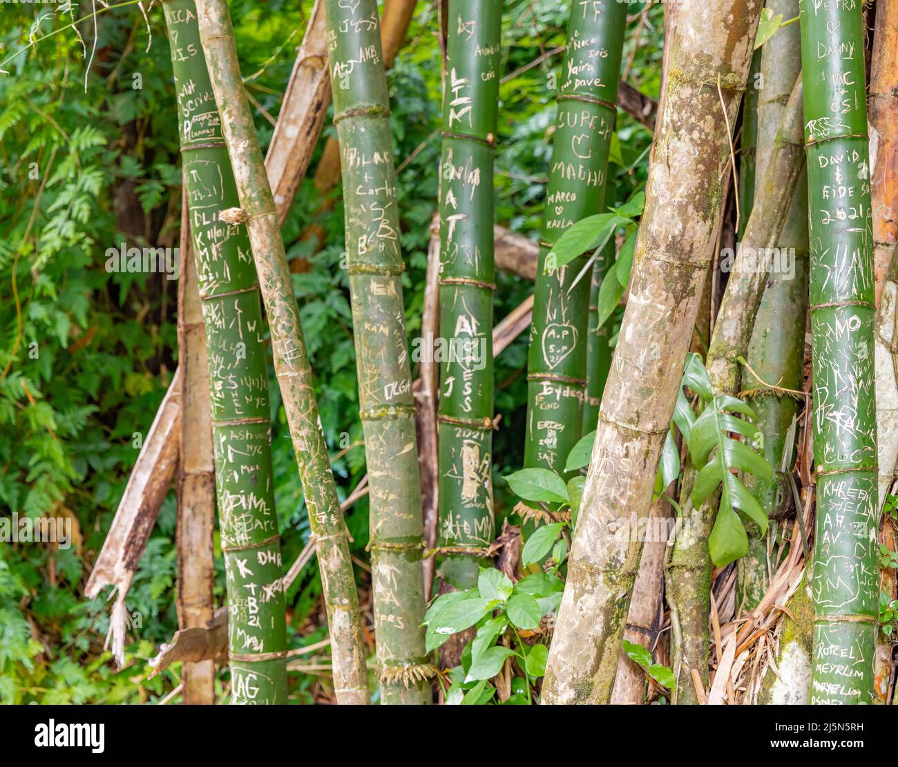 Detail image of names and intials carved into bamboo in El Yunque forest Stock Photo