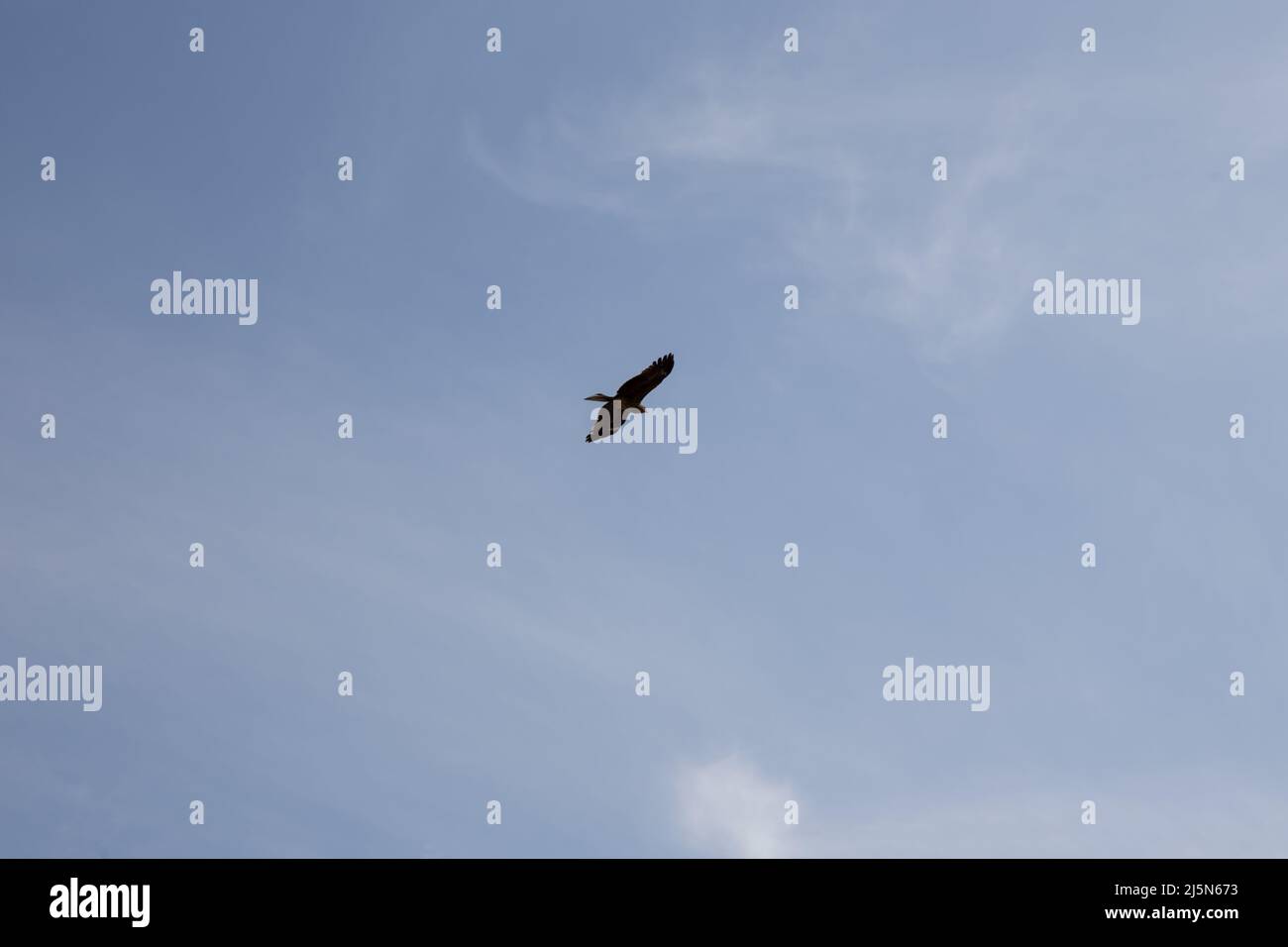 Black kite flying and aiming for its prey in the sky of Tokyo Stock Photo