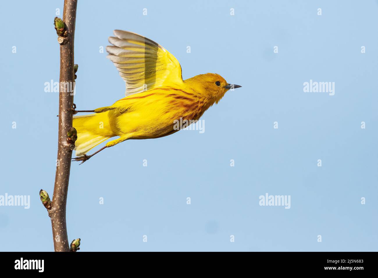 Flying birds spring hi-res stock photography and images - Alamy