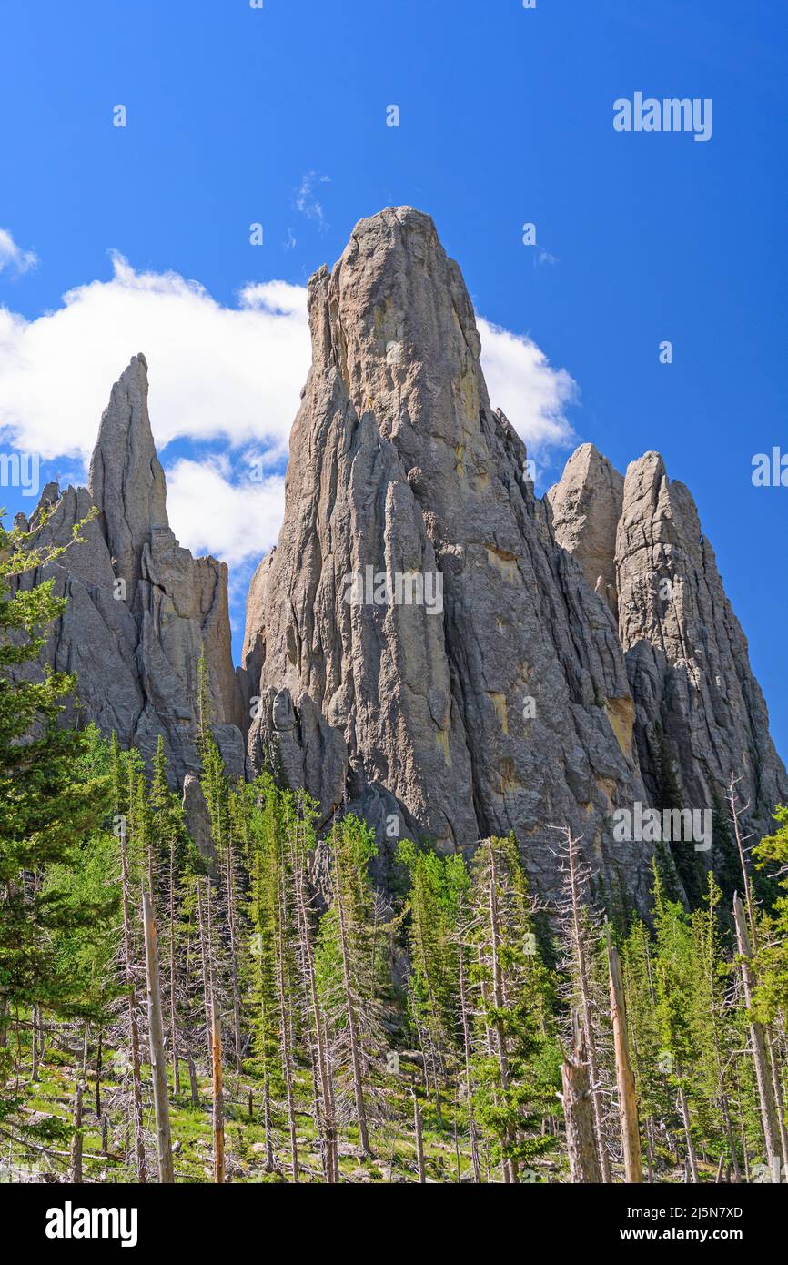 Granite Monoliths Jutting Out of the Ground in the Black Hills in Custer State Park in South Dakota Stock Photo