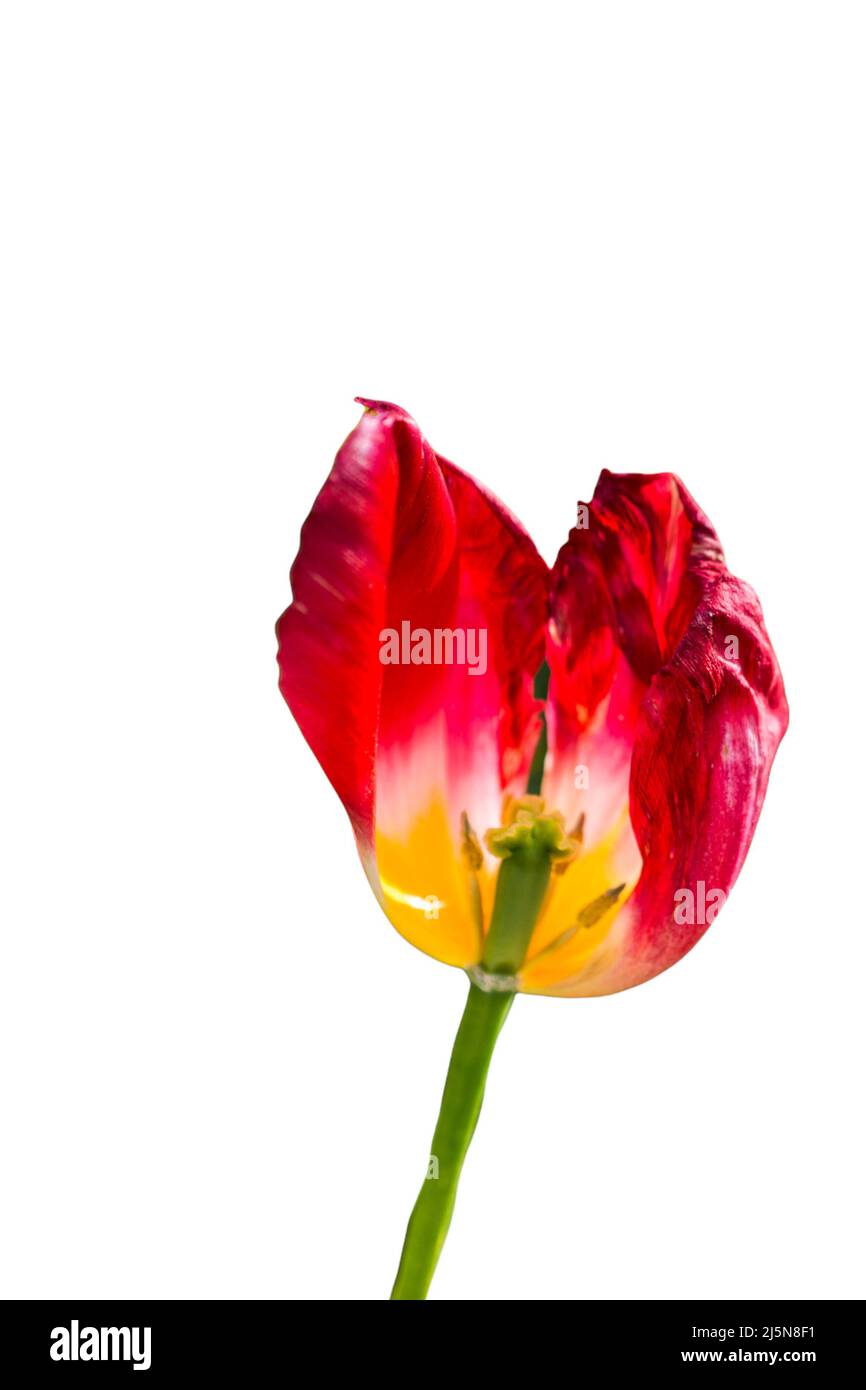 lovely tulip flowers wallpapers