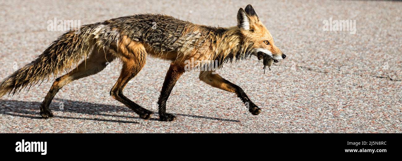 Skinny red fox running on pavement with a mouse in its mouth Stock Photo