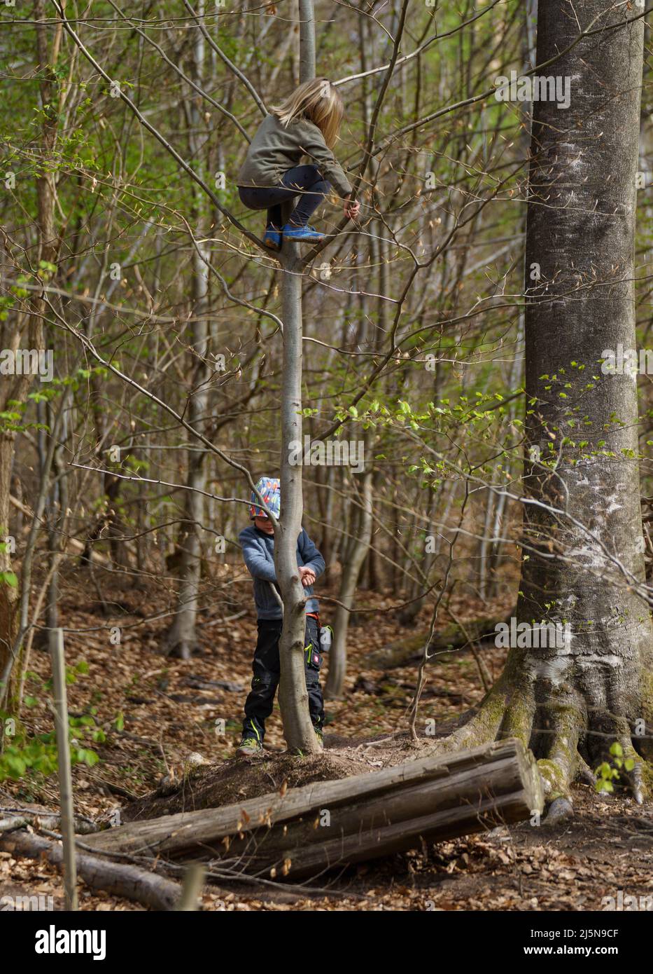 13 April 2022, Hessen, Büdingen: A child climbs a tree in the forest
