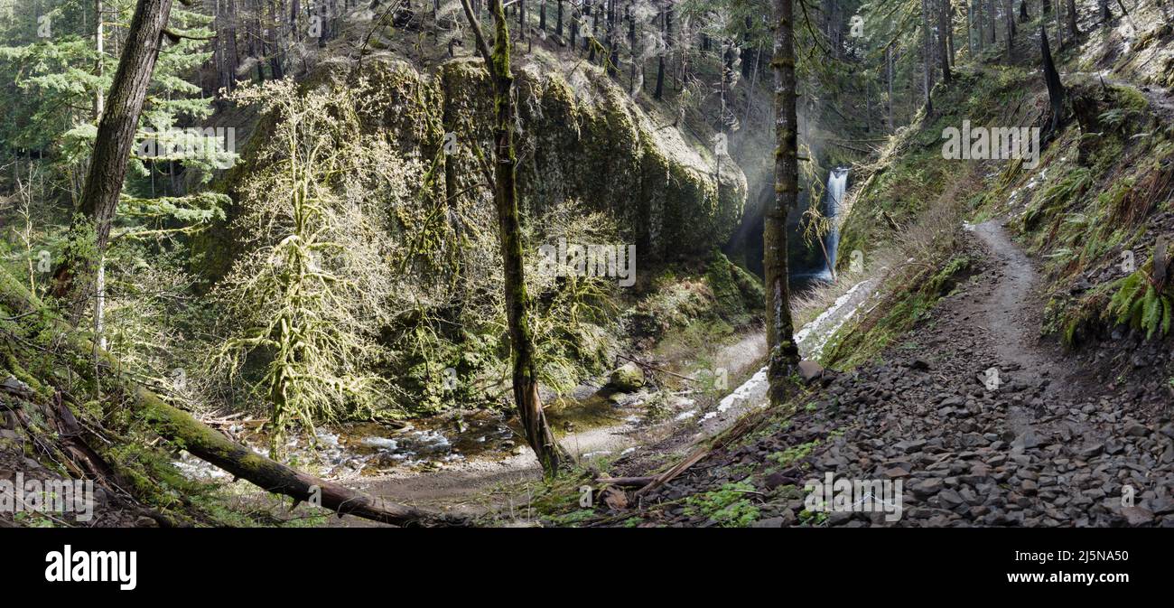 A rough trail runs next to Multnomah Creek in Northern Oregon which flows over 5 miles through temperate forest and over scenic waterfalls. Stock Photo