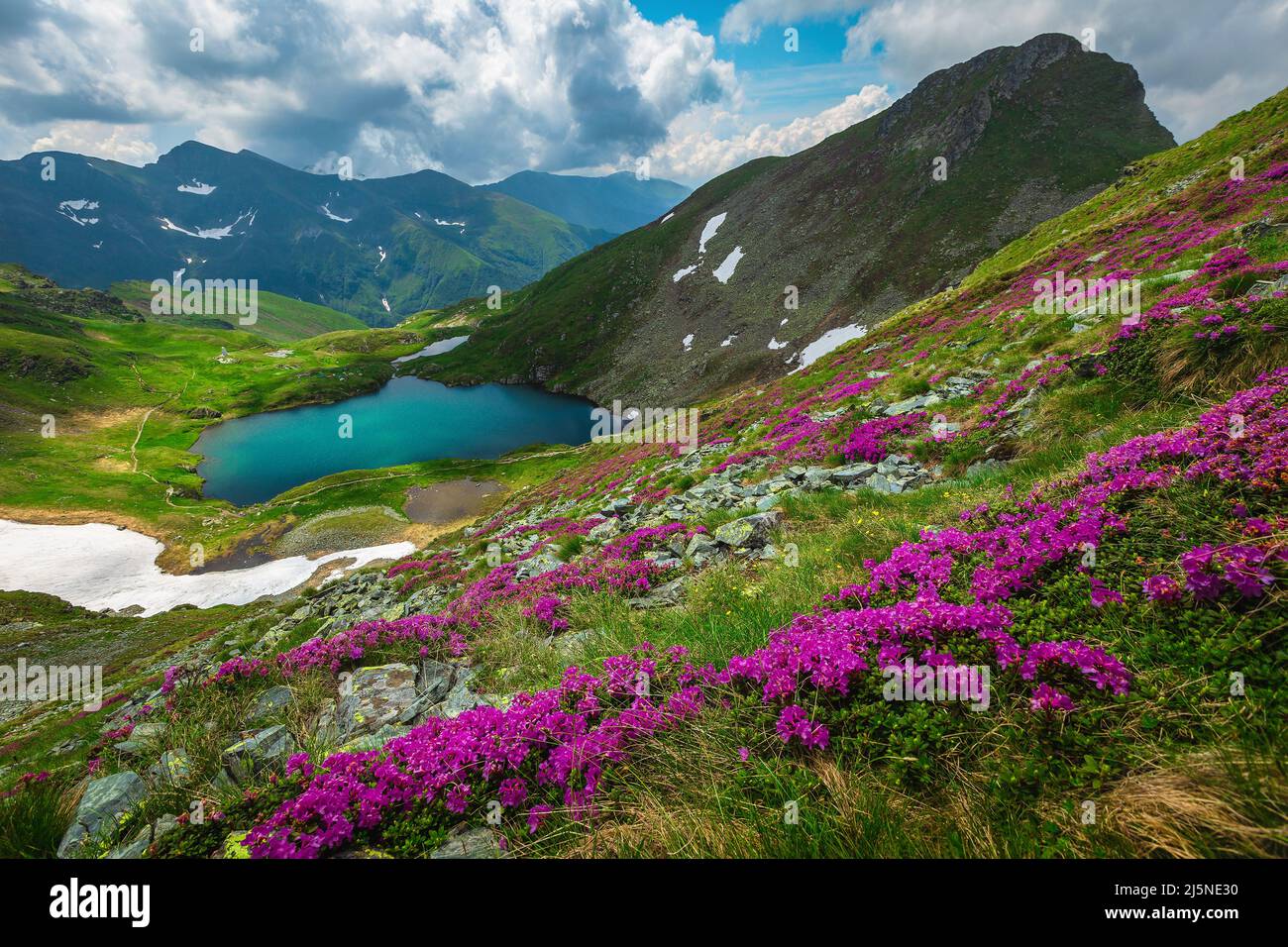 One of the most fantastic nature landscape at early summer. Picturesque view with lake Capra and blooming rhododendron flowers on the slopes, Fagaras Stock Photo