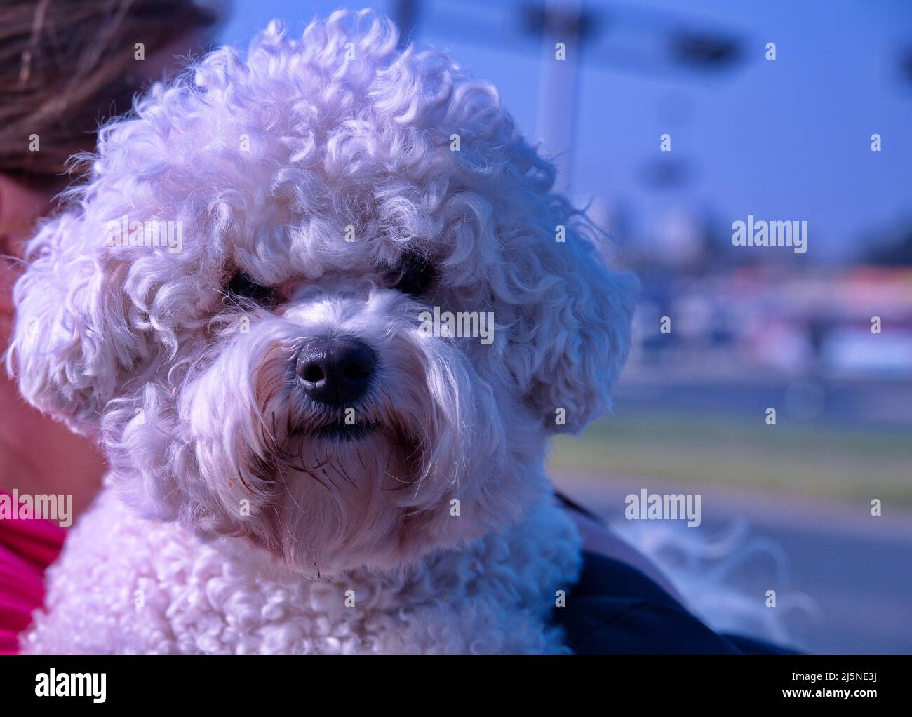 Portrait of cute little dog holding by her owner Stock Photo - Alamy