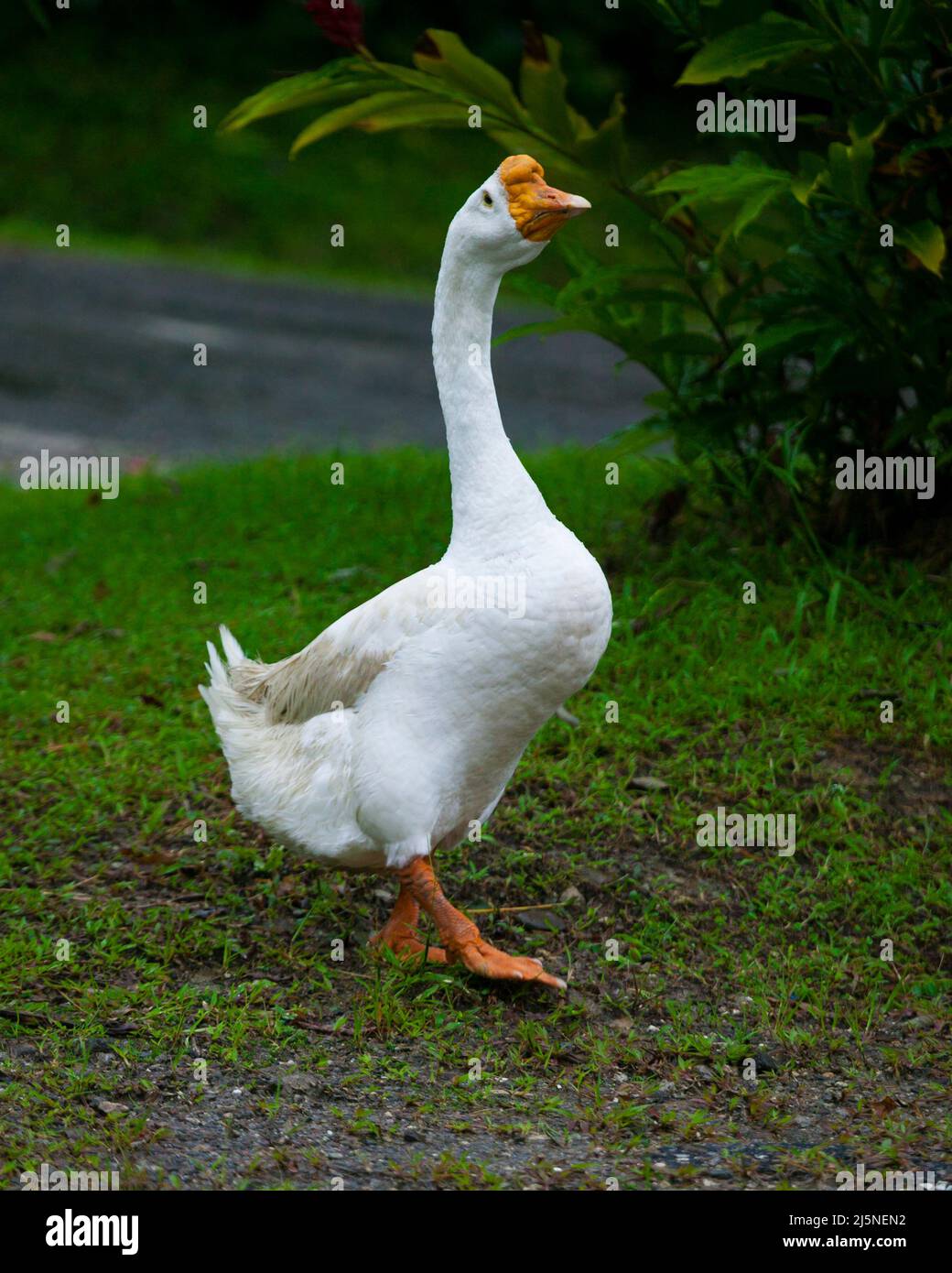 Domestic goose outside a house at Chiguiri Aribba in the Cocle province, Republic of Panama, Central America. Stock Photo