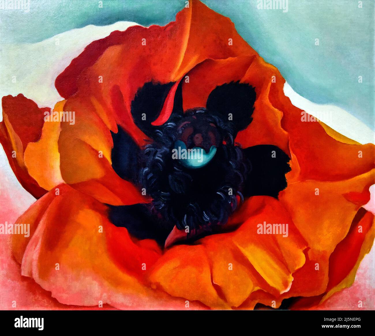 Georgia Okeeffe Painting, Poppy, 1927, Oil on Canvas. On display at the St. Petersburg Museum of Fine Arts. Stock Photo