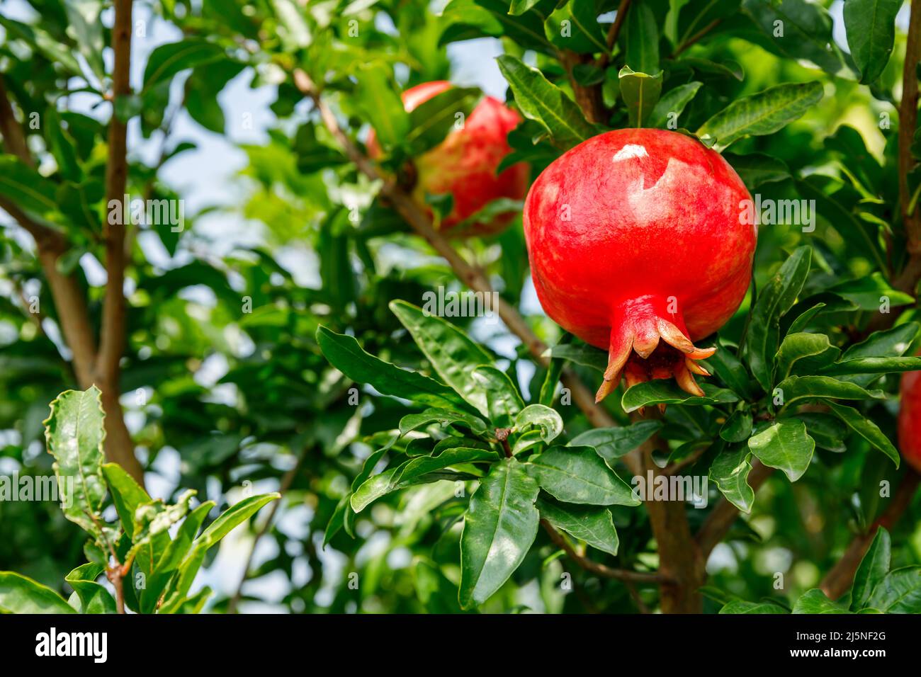 Red pomegranates grow on pomegranate tree. Fresh fruit in the orchard. Stock Photo
