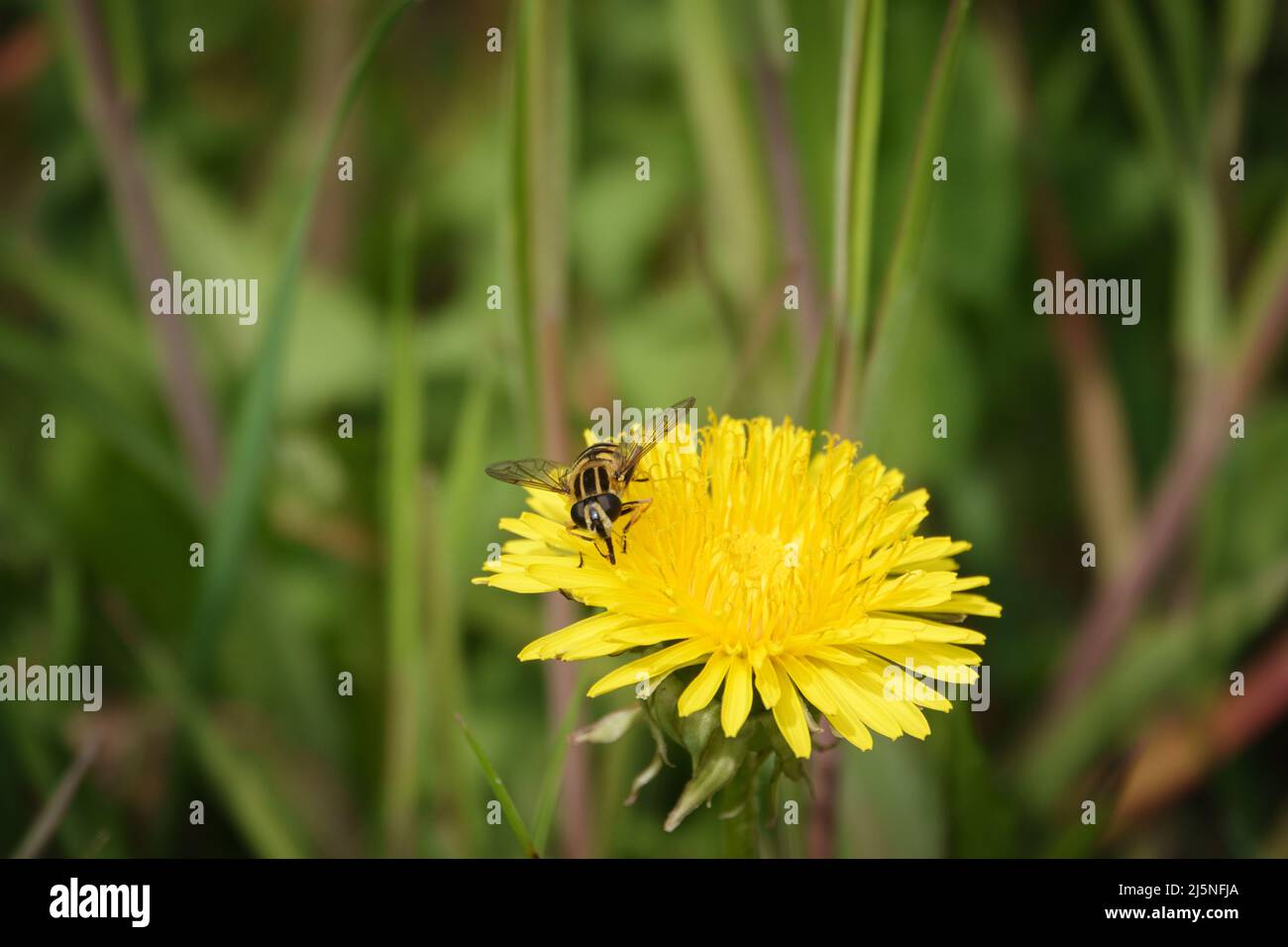 an insect sits on a yellow buttercup and collects nectar Stock Photo ...