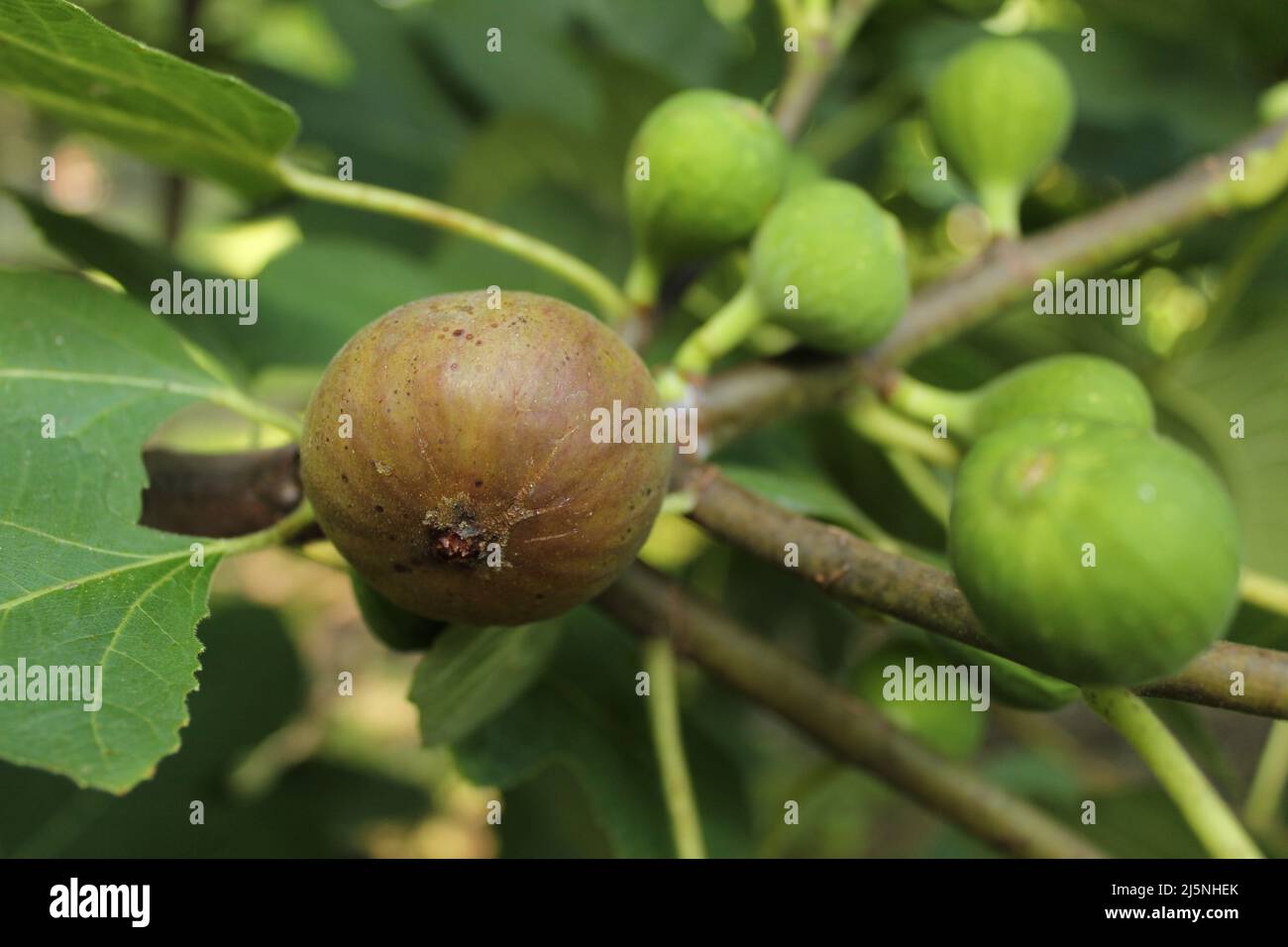Fresh Figs Growing on Tree Ripe Fig and Green Figs Stock Photo Alamy