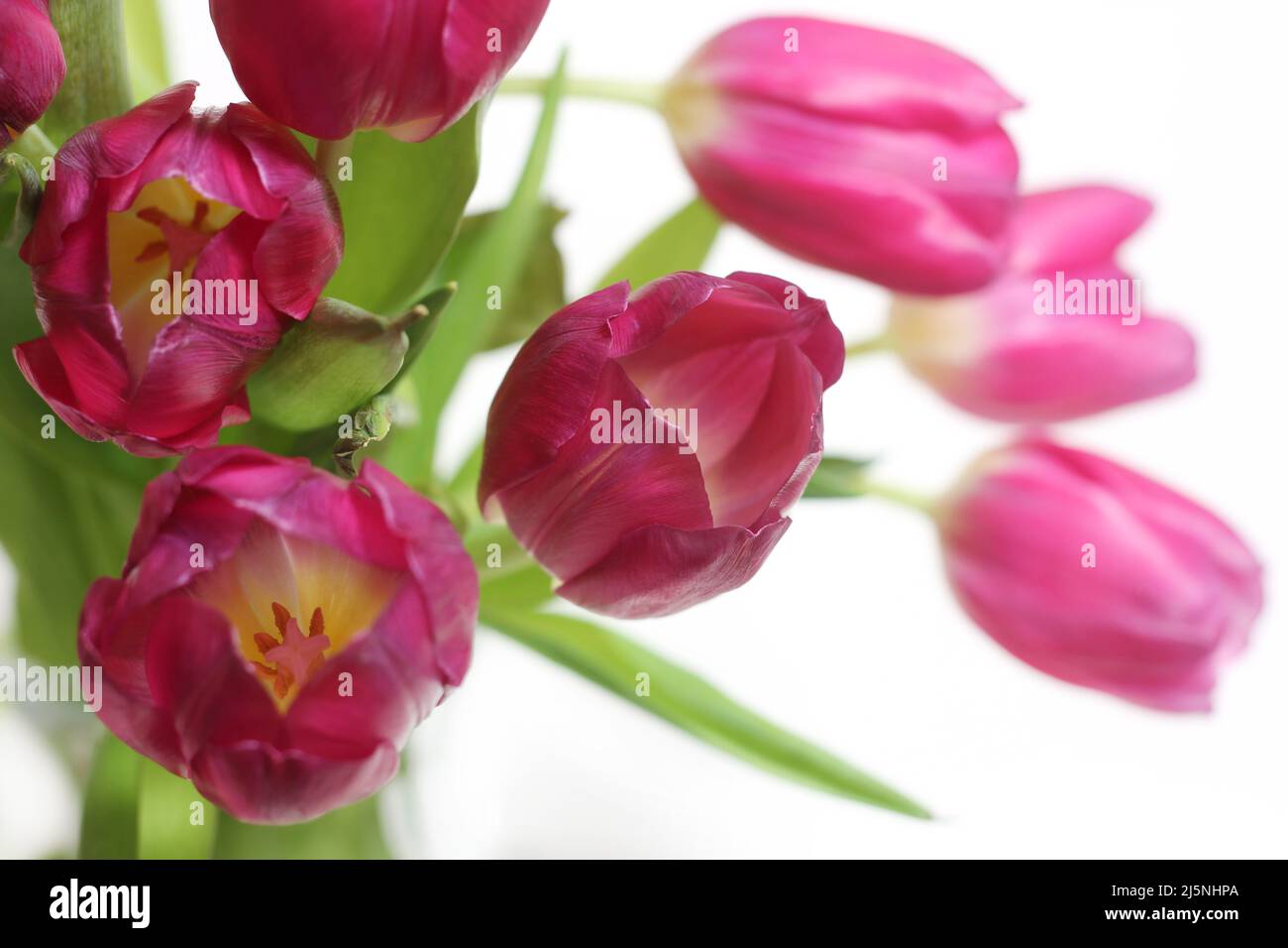Bouquet of Pink Dutch Tulips Isolated on White Background Stock Photo ...