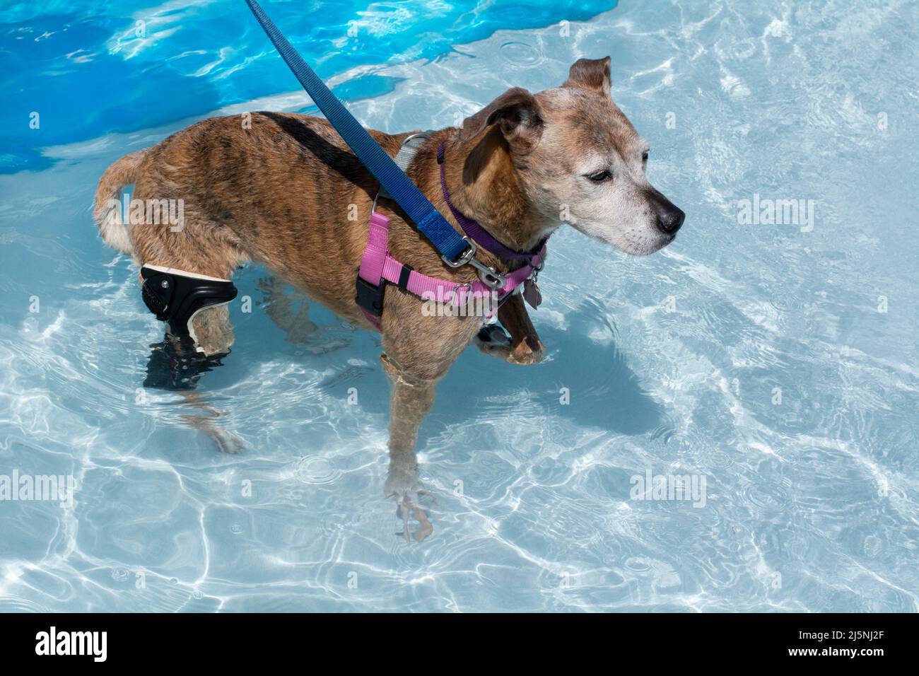 Older boxer mix Dog with waterproof custom cast orthotic stifle knee brace in swimming pool Stock Photo