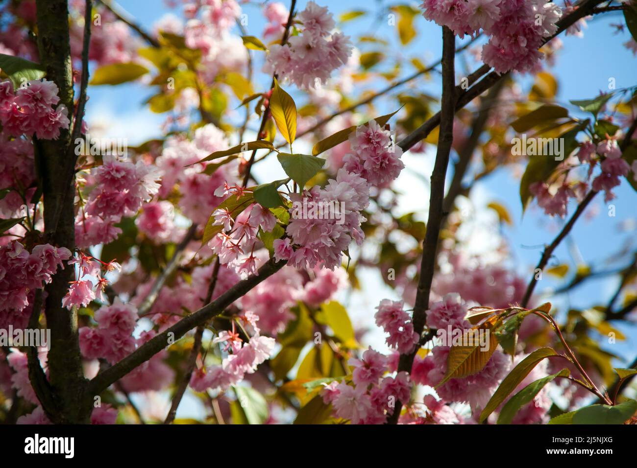 London, UK. 24th Apr, 2022. Cherry blossom in London on a sunny and warm day. Temperatures are expected to rise with highs of 18 degrees Celsius for parts of London and South East England. (Photo by Steve Taylor/SOPA Images/Sipa USA) Credit: Sipa USA/Alamy Live News Stock Photo