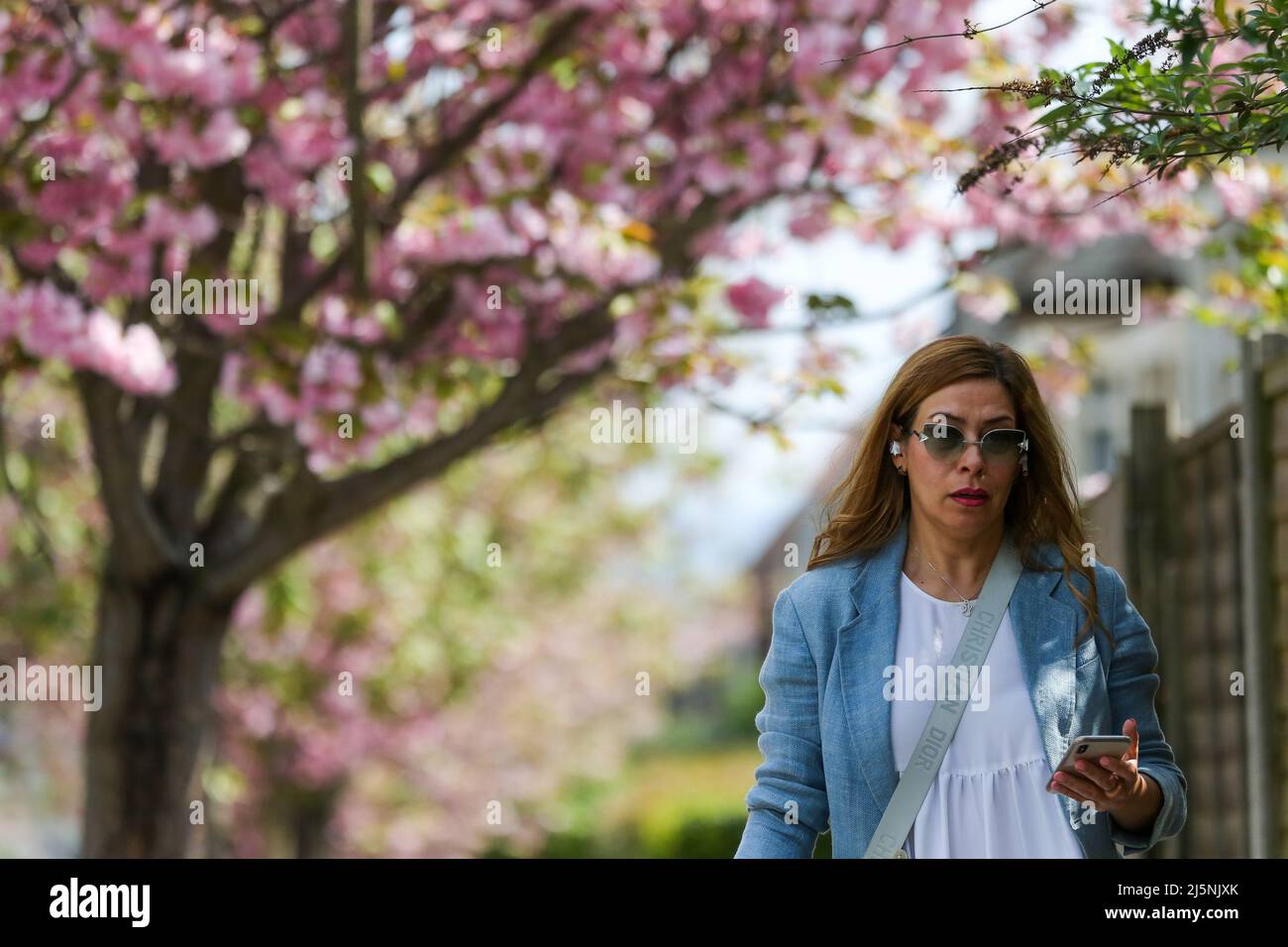 London, UK. 24th Apr, 2022. A woman walks past cherry blossom in London on a sunny and warm day. Temperatures are expected to rise with highs of 18 degrees Celsius for parts of London and South East England. (Photo by Steve Taylor/SOPA Images/Sipa USA) Credit: Sipa USA/Alamy Live News Stock Photo