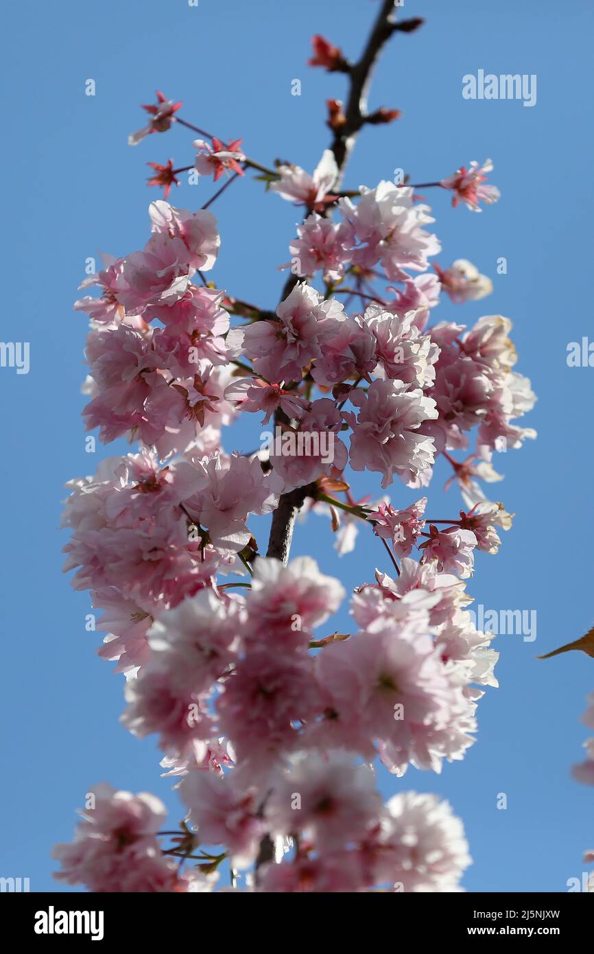 London, UK. 24th Apr, 2022. Cherry blossom in London on a sunny and warm day. Temperatures are expected to rise with highs of 18 degrees Celsius for parts of London and South East England. (Photo by Steve Taylor/SOPA Images/Sipa USA) Credit: Sipa USA/Alamy Live News Stock Photo