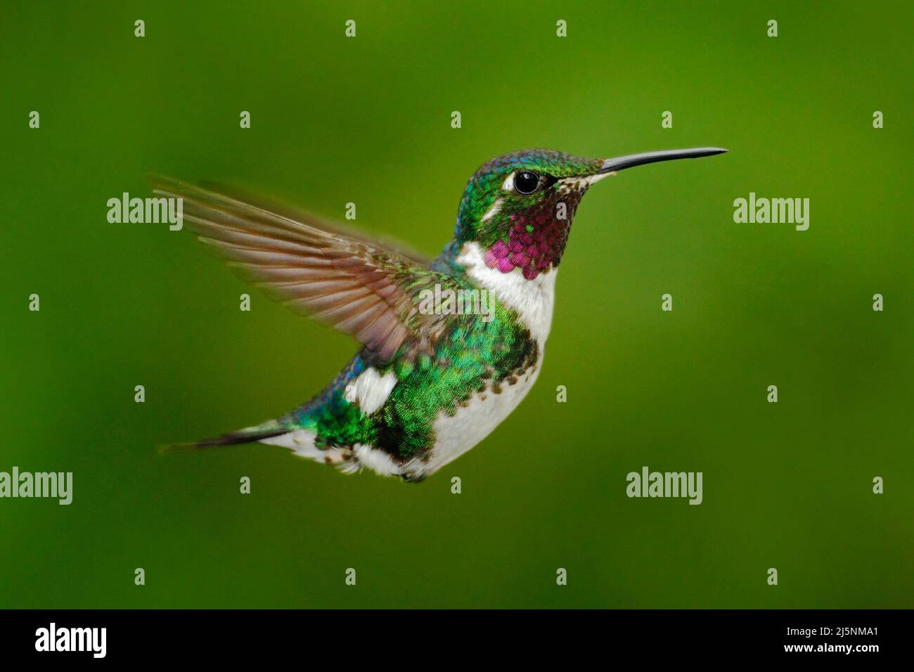 Tinny hummingbird. White-bellied Woodstar, hummingbird with clear green background. Bird from Tandayapa. Hummingbird from Ecuador. Hummingbird in natu Stock Photo
