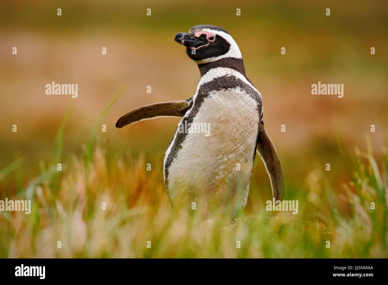 Penguin in grass. Penguin in the nature. Magellanic penguin with lift