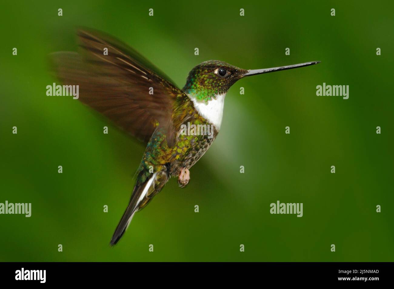 Flying hummingbird. Hummingbird in the green forest with open wings. Collared Inca, Coeligena torquata, hummingbird from Mindo forest, bird of Ecuador Stock Photo