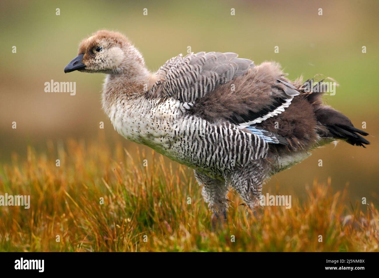 Wild white Upland goose, Chloephaga picta, walking in the red autumn ...