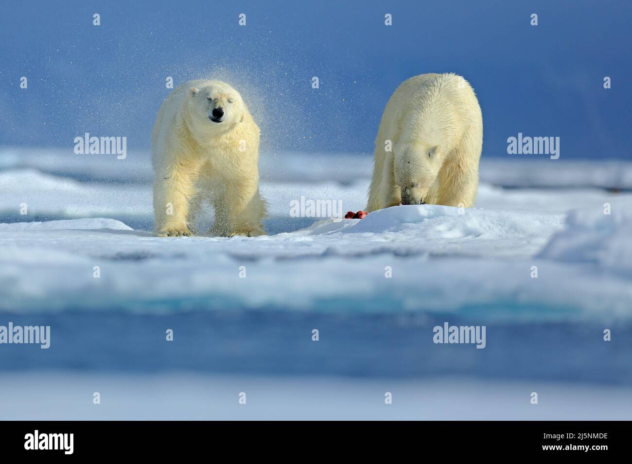 Two polar bear on drift ice in Arctic Russia. Polar bears in the nature habitat. Polar bear with snow. Polar bear with splash water. Action scene with Stock Photo