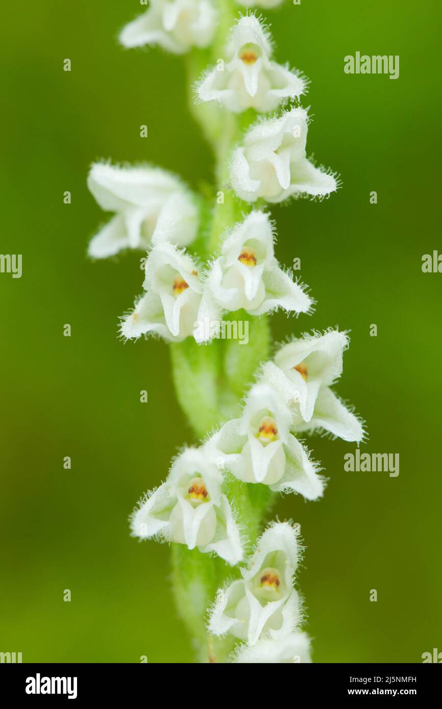 White wild orchid Creeping Lady's-Tresses, Goodyera repens, flowering European terrestrial wild orchid in nature habitat. Beautiful detail of bloom, P Stock Photo