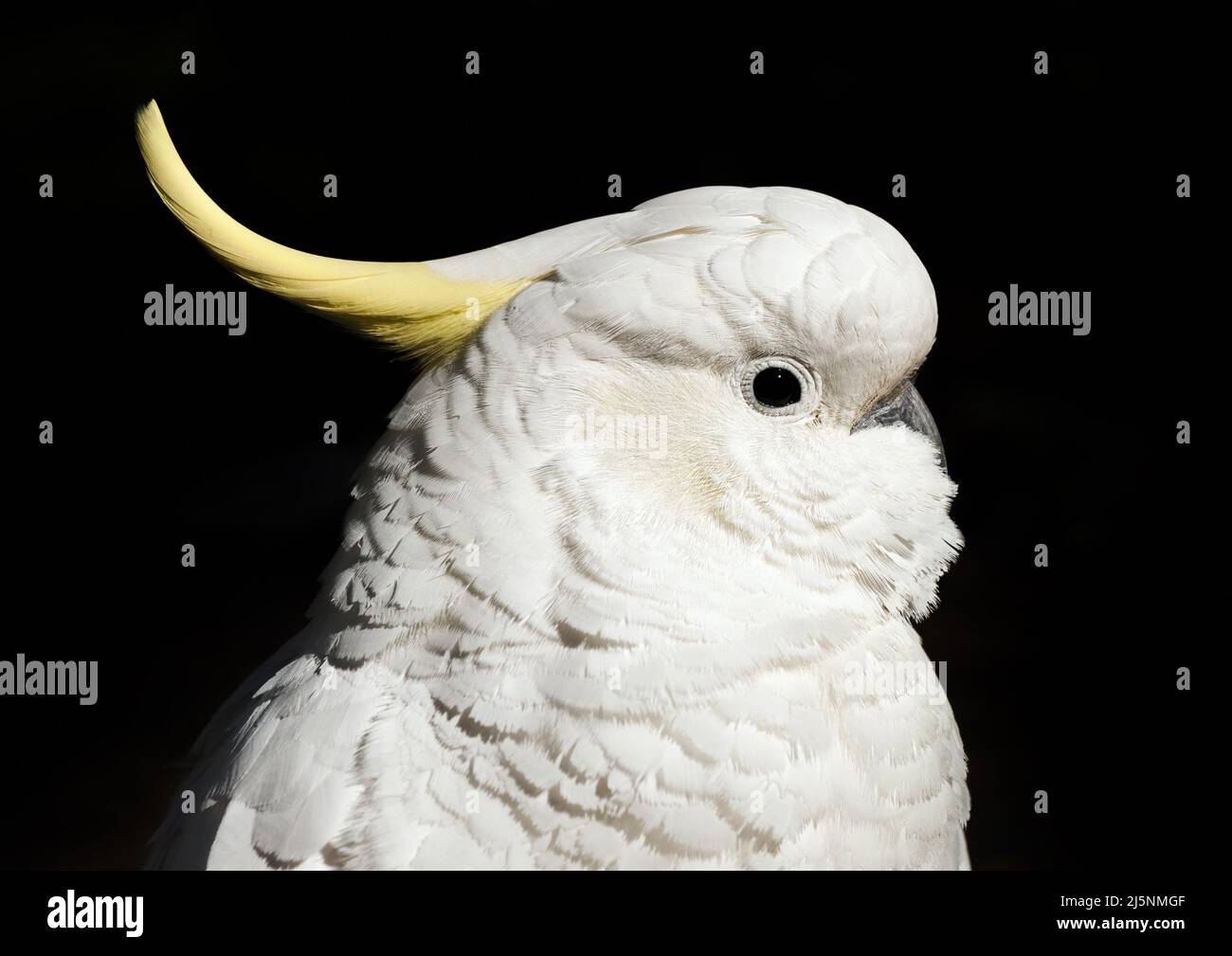 Wild cockatoo isolated on a black background. Seen in Dandenong Ranges